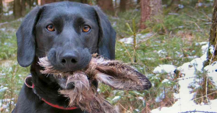 Mannen prøver å skjule hva hunden hadde gjort. Men sannheten? Jeg ler så tårene triller!